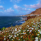 Ocean – Flowers Live Wallpaper