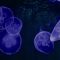 Jellyfish In The Ocean Live Wallpaper