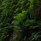 Lush Ferns Blow In The Wind Live Wallpaper