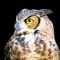 Owl Live Wallpaper