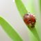 Ladybug In Nature Live Wallpaper