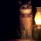 Lamp And Cat Live Wallpaper