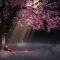 Anime Man Under The Flower Tree Live Wallpaper