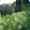 Natural Green Grass In The Morning Live Wallpaper