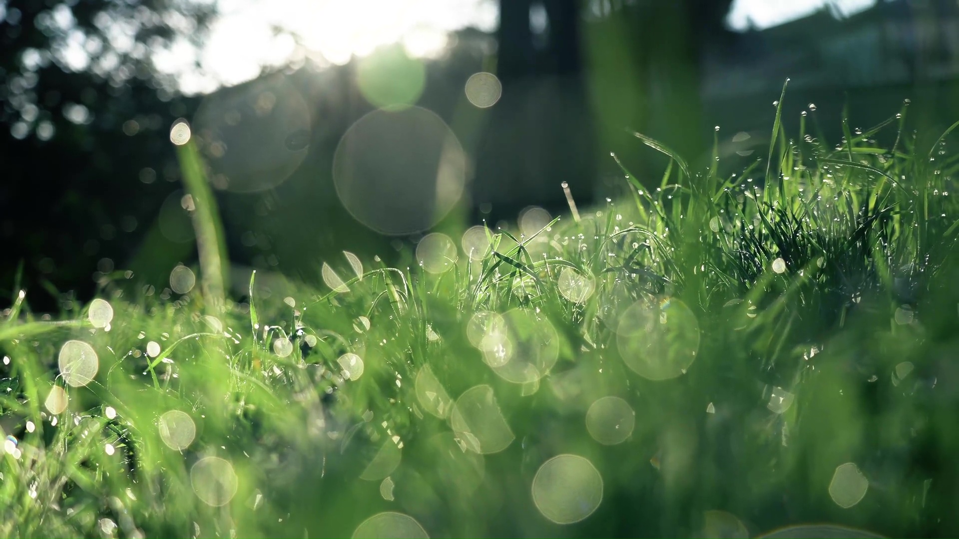 Natural Green Grass In The Morning Live Wallpaper - HDLiveWall.com