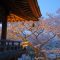 Japan Kyoto Cherry Blossom Live Wallpaper