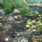 Koi Pond In Backyard Garden Live Wallpaper
